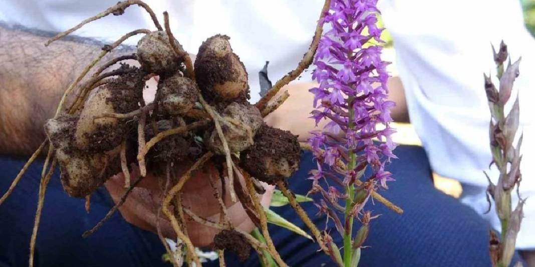 Üretimi zahmetli, hasadı sınırlı! Kazancı ise oldukça yüksek: Çiftçinin ‘Kökünde altın yatan’ bitkisinde hibe projesi başladı 4